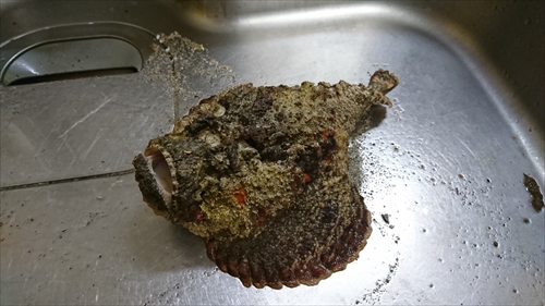 25���E���ғł̃I�j�_���}�I�R�[��߂܂��ĐH�ׂ܂����I